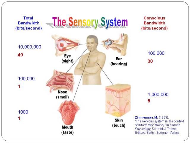 Senory System Information Theory 99% Unconscious